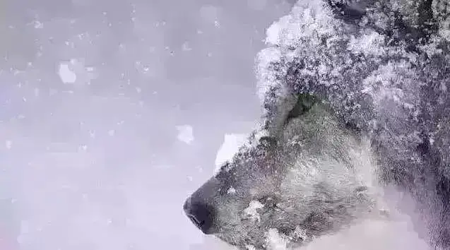 菊厂15年退休，感恩，让我实现了财务自由