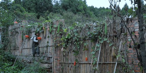 时间有点忒快了，又是一年忙秋收的季节