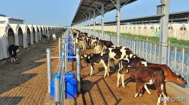 从追伊利、赶蒙牛到亏本脱手，西方牧场的中国漂流记