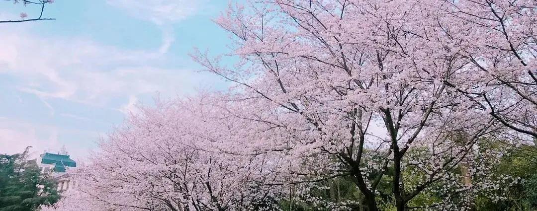 又是一年赏花时!2021全新踏春攻略,11处浪漫花海,安排上
