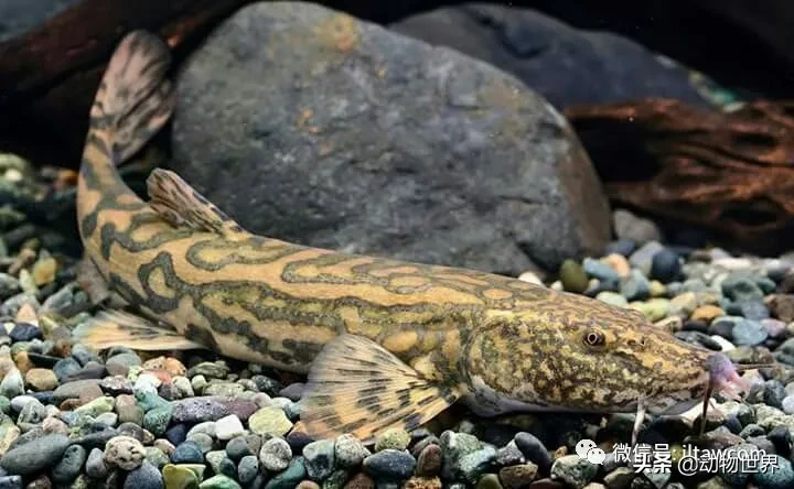 未予评估花斑副沙鳅parabotia fasciata俗名黄沙鳅,黄鳅,花间刀,蕉子