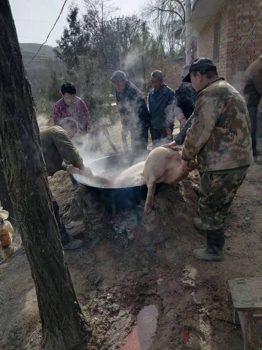春节临近农村养猪的农户开始杀猪了