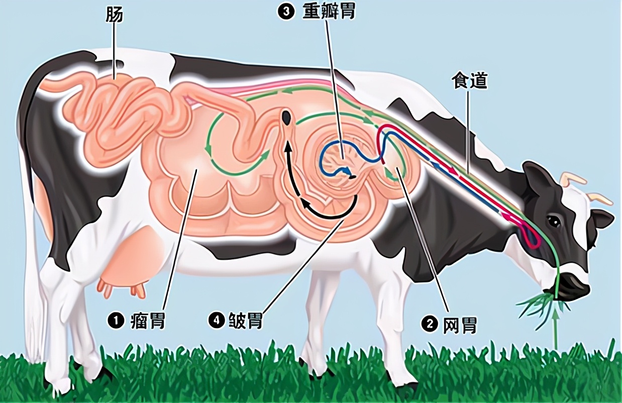 更好地消化纤维素,牛演化出了四个胃,分别为瘤胃,网胃,重瓣胃和皱胃