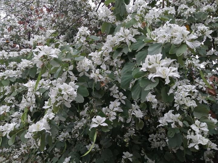 满树的花儿就在身边这几棵白花洋紫荆就在路