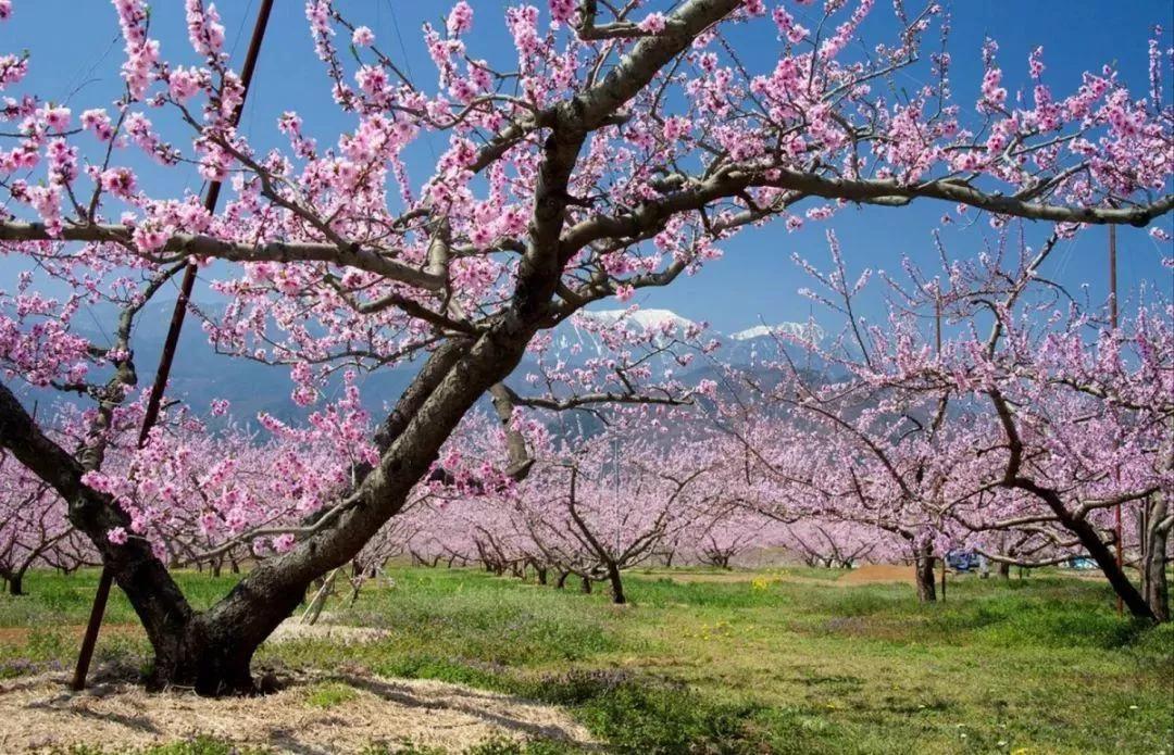又是一年赏花时!2021全新踏春攻略,11处浪漫花海,安排上