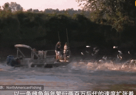 在美国胖成猪，在中国为什么却“活”不过童年