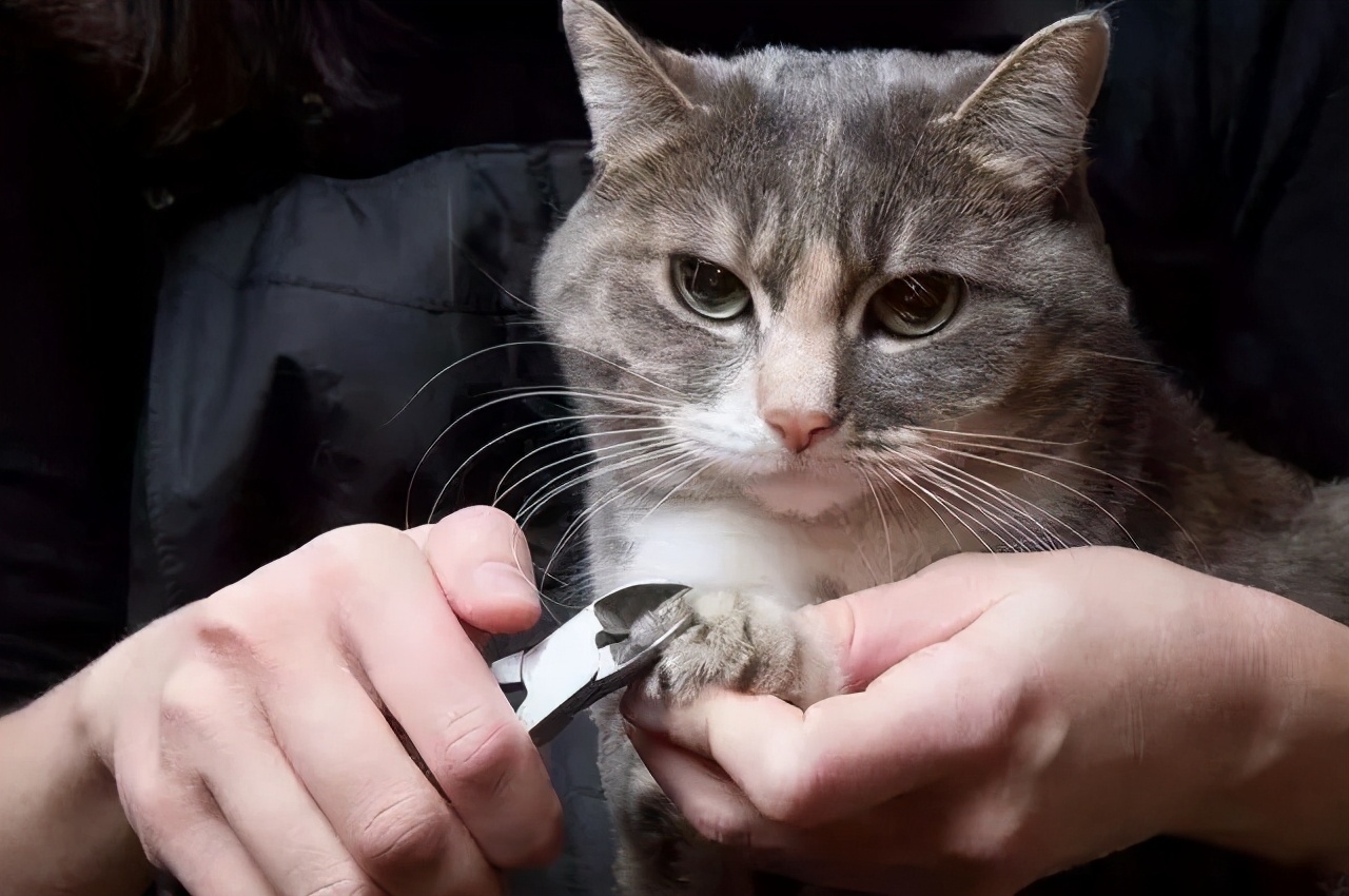 怎么给猫剪指甲全流程教学