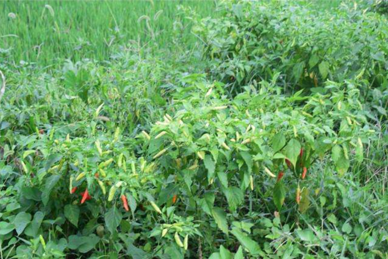 是“干预”还是“放任”？盐铁专卖