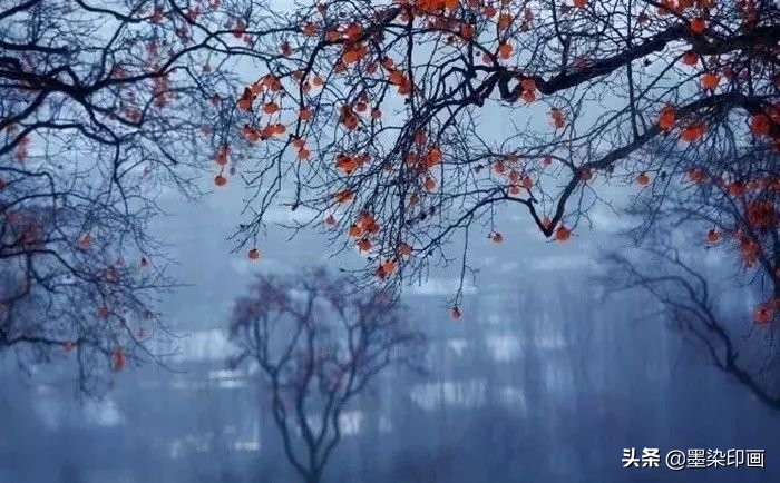 又到一年好“柿”节！拍好这深秋的“红灯笼”