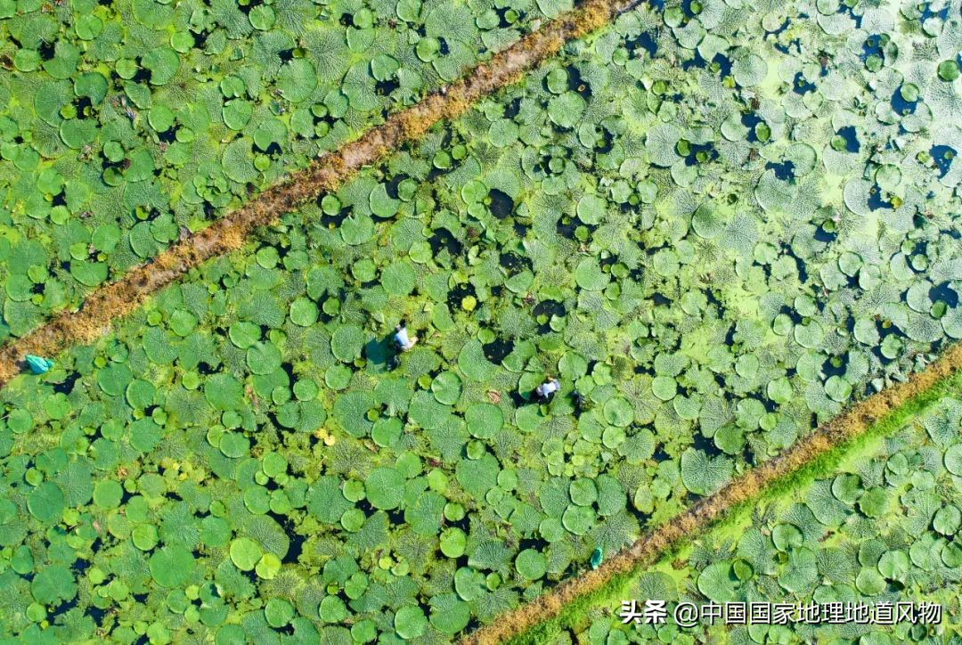 山东、河南、江苏、黑龙江…谁才是中国第一粮仓？