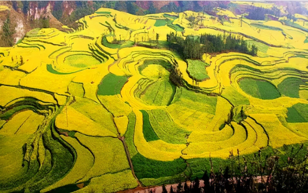 又是一年赏花时!2021全新踏春攻略,11处浪漫花海,安排上