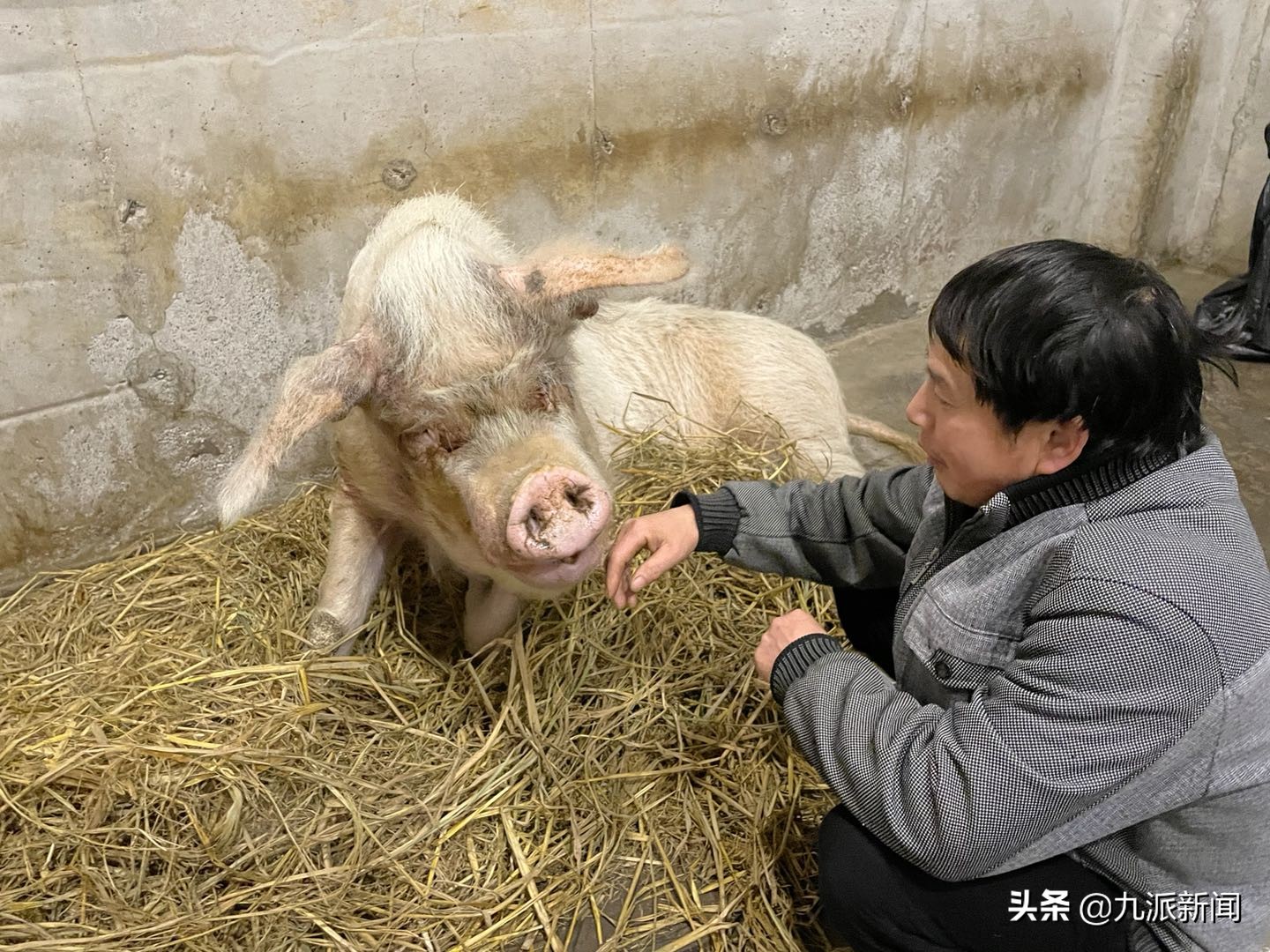 猪坚强原主人发声14岁高龄的猪坚强这一生也算是个传奇了