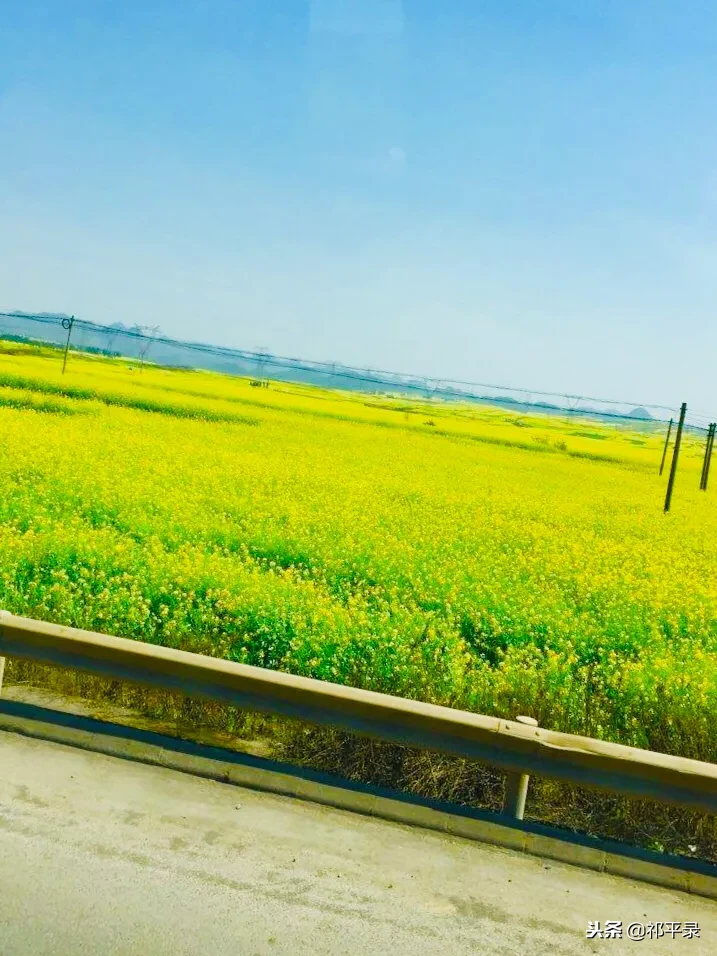 罗平油菜花几月开2021年罗平油菜花海旅游攻略