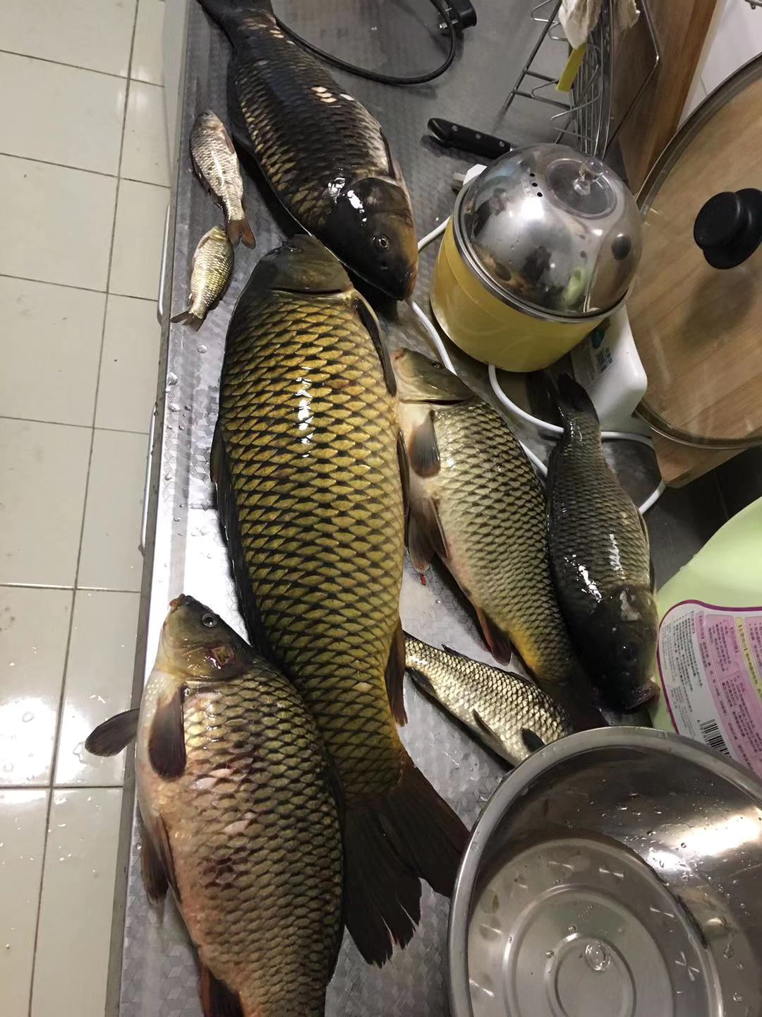 深冬钓鲤鱼全攻略,基本都是大的,再冷都可以钓