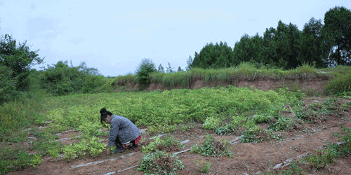 时间有点忒快了，又是一年忙秋收的季节