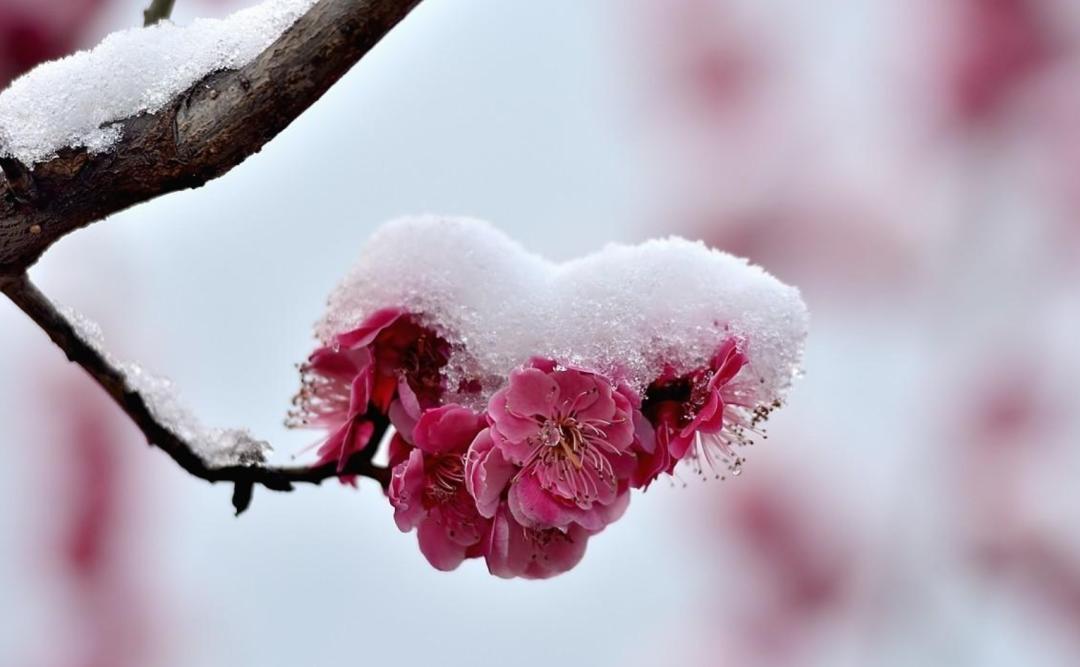 关于雪的优美诗句,含雪字的古诗大全300首