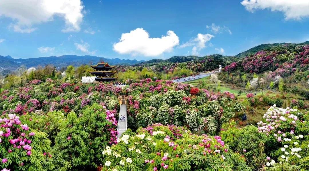 又是一年赏花时!2021全新踏春攻略,11处浪漫花海,安排上