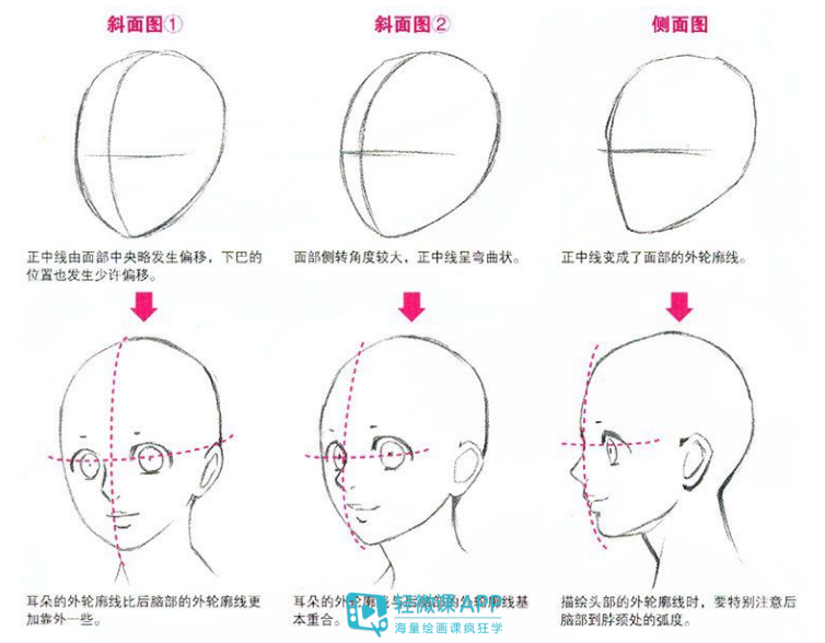 侧面图:正中线变成了面部的外轮廓线.