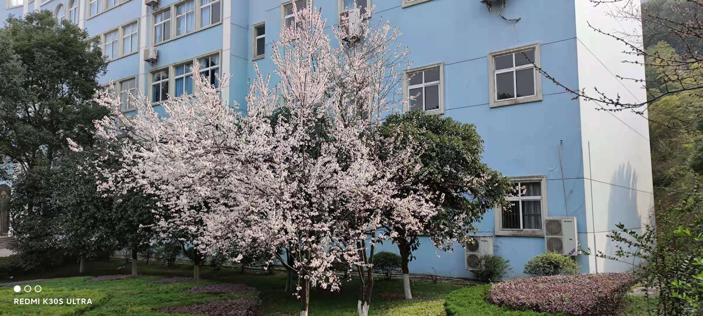 组图：武汉这所大学校园成“花的海洋”各类鲜花竞相开放