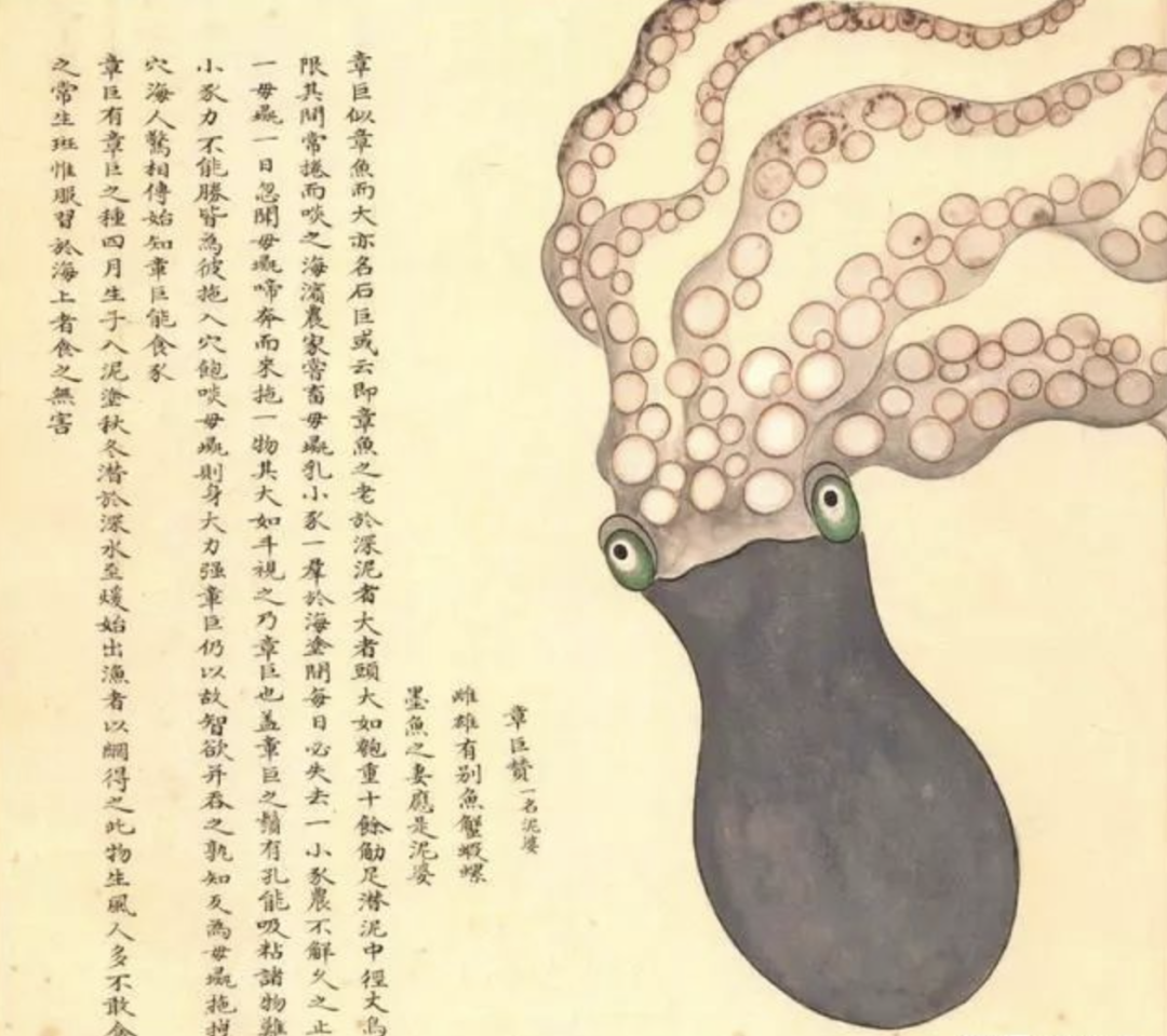 海马和鲸鱼哪个是鱼海洋高质量生物图鉴海错图