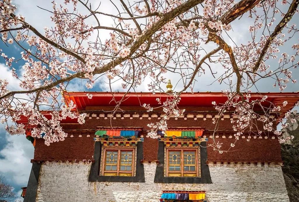 又是一年赏花时!2021全新踏春攻略,11处浪漫花海,安排上