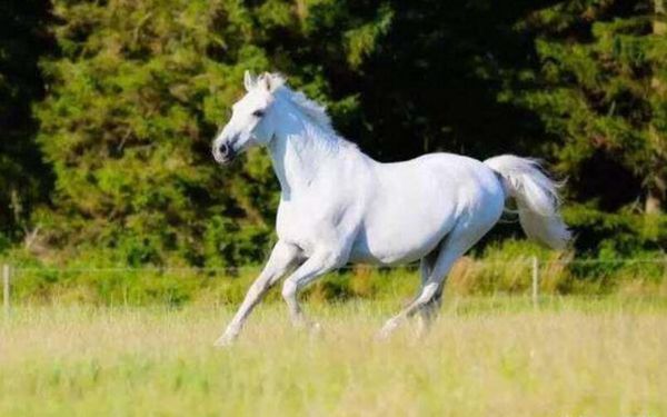 杨洁导演与《西游记》的悲欢离合