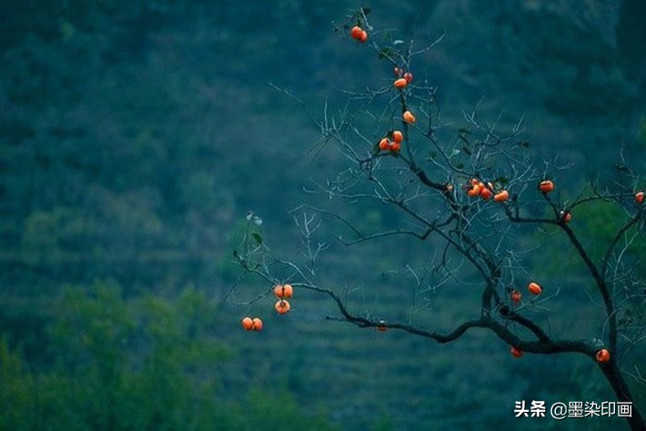 又到一年好“柿”节！拍好这深秋的“红灯笼”