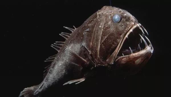 海洋生物有哪些中国网