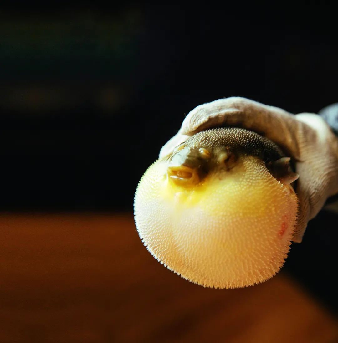 好吃｜不用拼死也能吃河豚