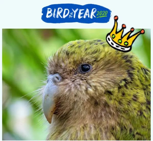 新西兰评出年度鸟类不会飞的鸮鹦鹉再度当选