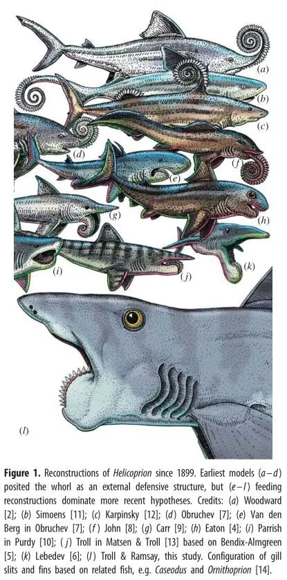 困扰学界百年的一盘鲨鱼牙旋齿鲨