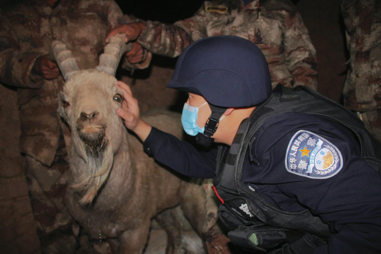 新疆克州乌鲁克恰提边境派出所成功救助一只受伤北山羊