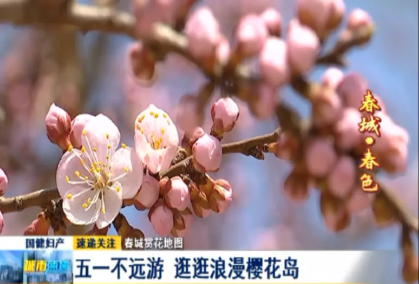 五一不远游长春人去逛逛浪漫樱花岛吧