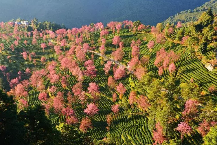 无量山樱花又开啦,云南迎来地球最美冬天!