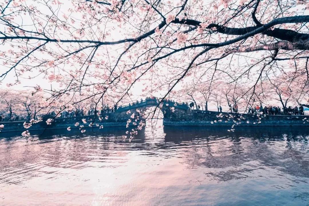又是一年赏花时!2021全新踏春攻略,11处浪漫花海,安排上