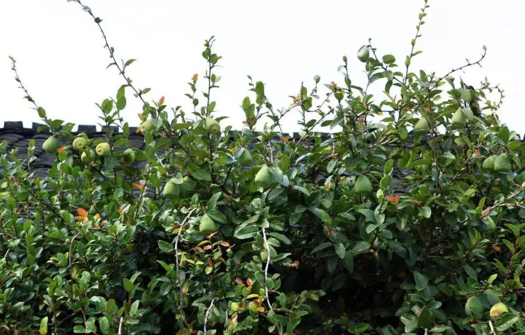 liǔ柽柳据估计,地球上生活着50多万种植物(大约25万种种子植物),植物