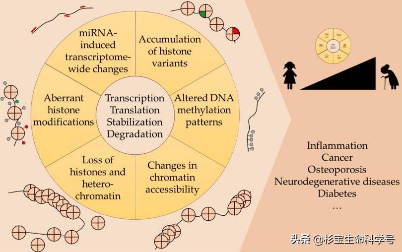 Epigenetic Can Lifespan Be Quantified INEWS