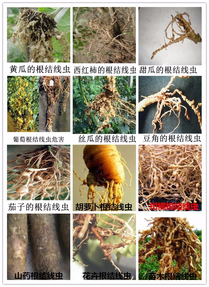 柑橘根结线虫病是一种危害植物根茎的微生物,会在植物的根尖上形成