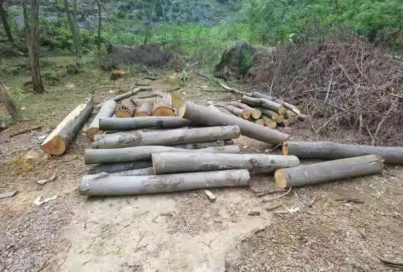 第一起!漓江边上滥伐林木,漓江生态环境保护检察室批准逮捕!