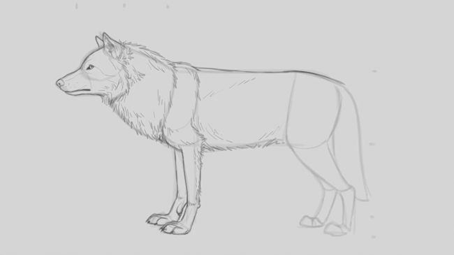 狼怎么画?这么简单的狼绘画教程你确定不学下吗?