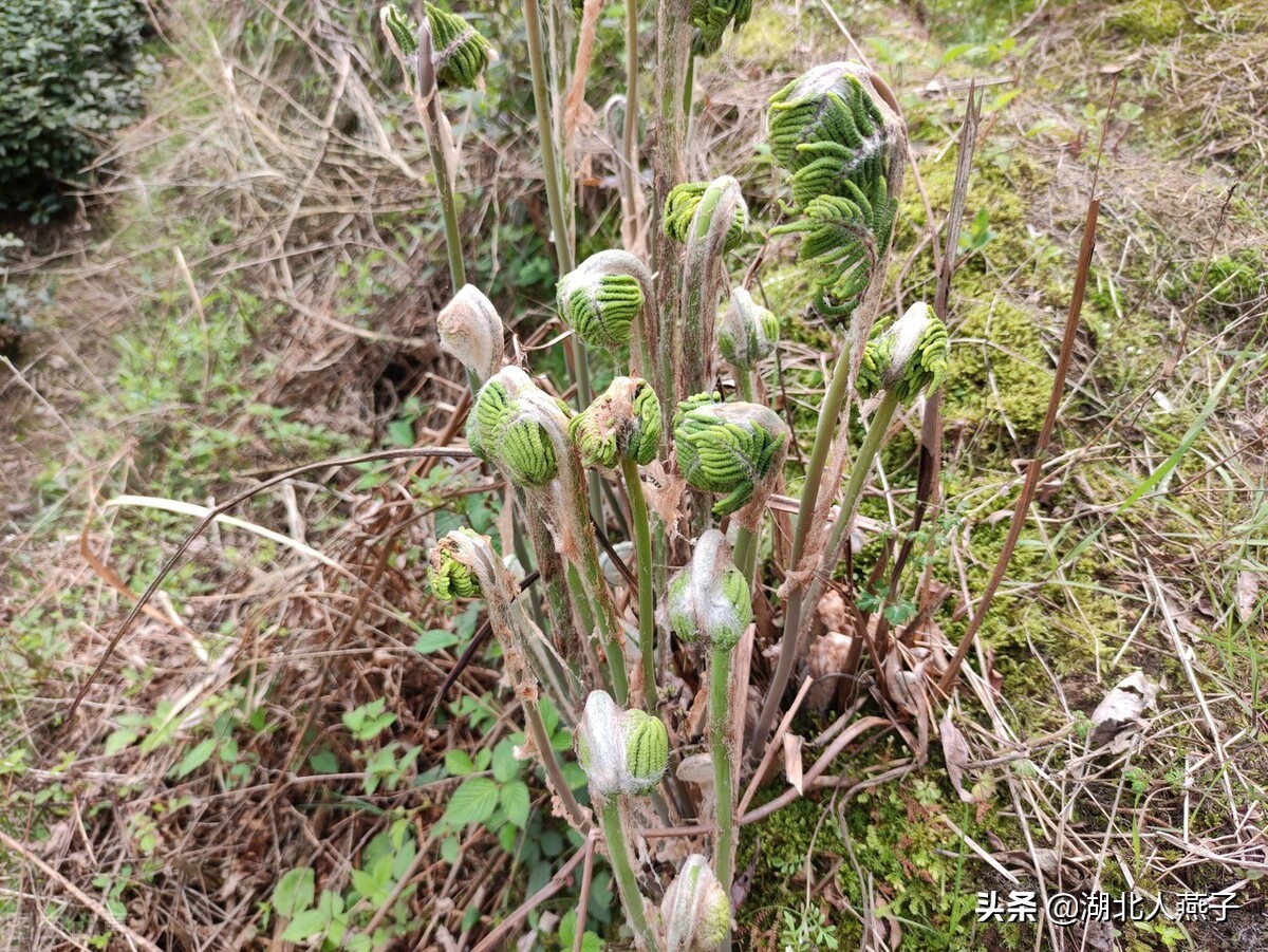 所有野菜名字大全67种野菜图片大全教你认识不同的野菜和吃法你想要的