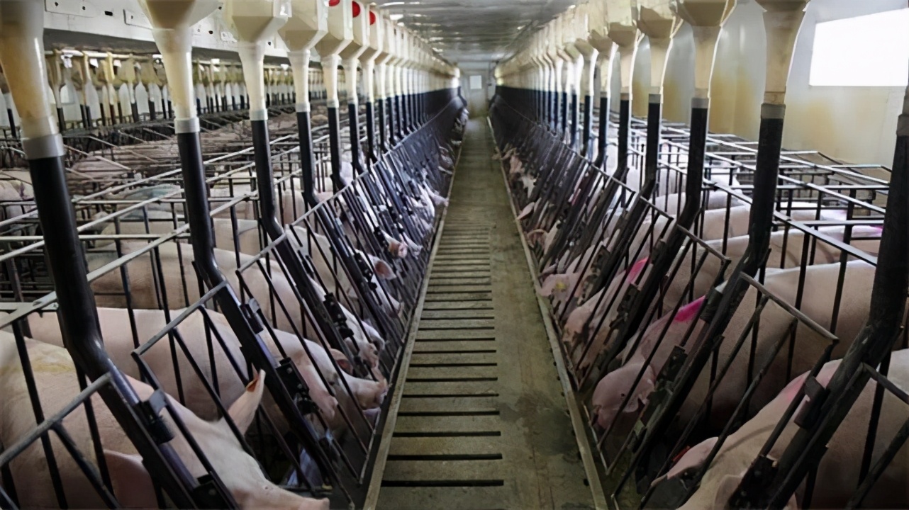 冷科普中国超级养猪场年产猪210万头产出的大量猪粪将如何处理