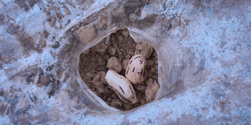 时间有点忒快了，又是一年忙秋收的季节