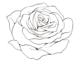 完成一幅插画需要多长时间?玫瑰花的绘画全流程!你还会觉得难吗