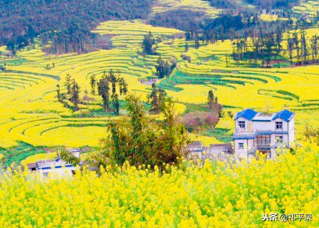 2021年罗平油菜花海旅游攻略