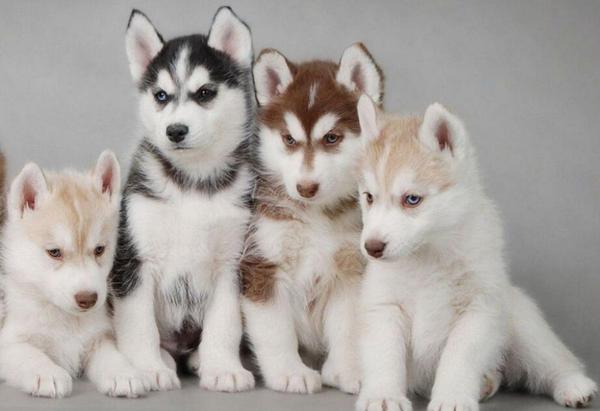 十大家养宠物犬排行榜宠物狗牧羊犬