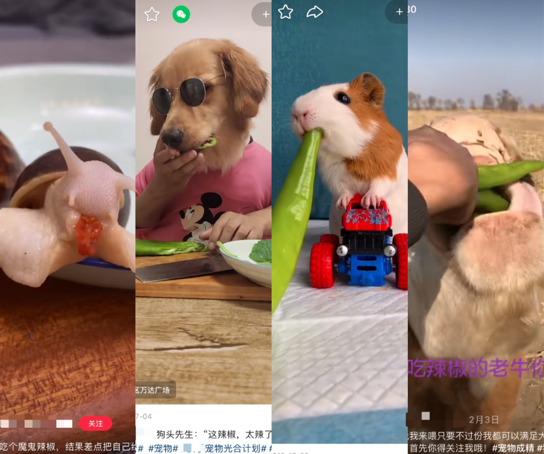 喂辣椒、芥末、柠檬，宠物吃播背后带血的生意