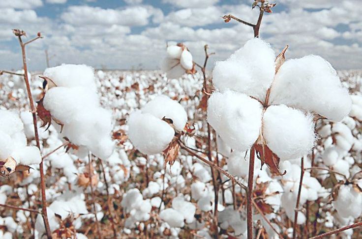 当棉花遇到资本主义