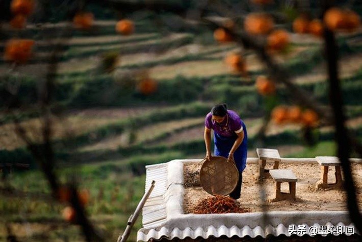 又到一年好“柿”节！拍好这深秋的“红灯笼”