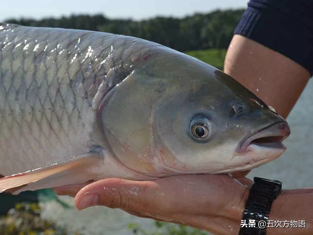 说说中国的四大家鱼